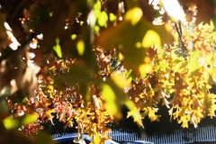 Dave Thomas and Niamh Nairn - autumn colours.